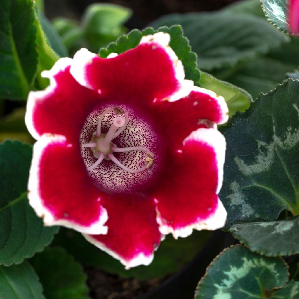 Gloxinia Kaiser Friedrich - Kamergloxinia