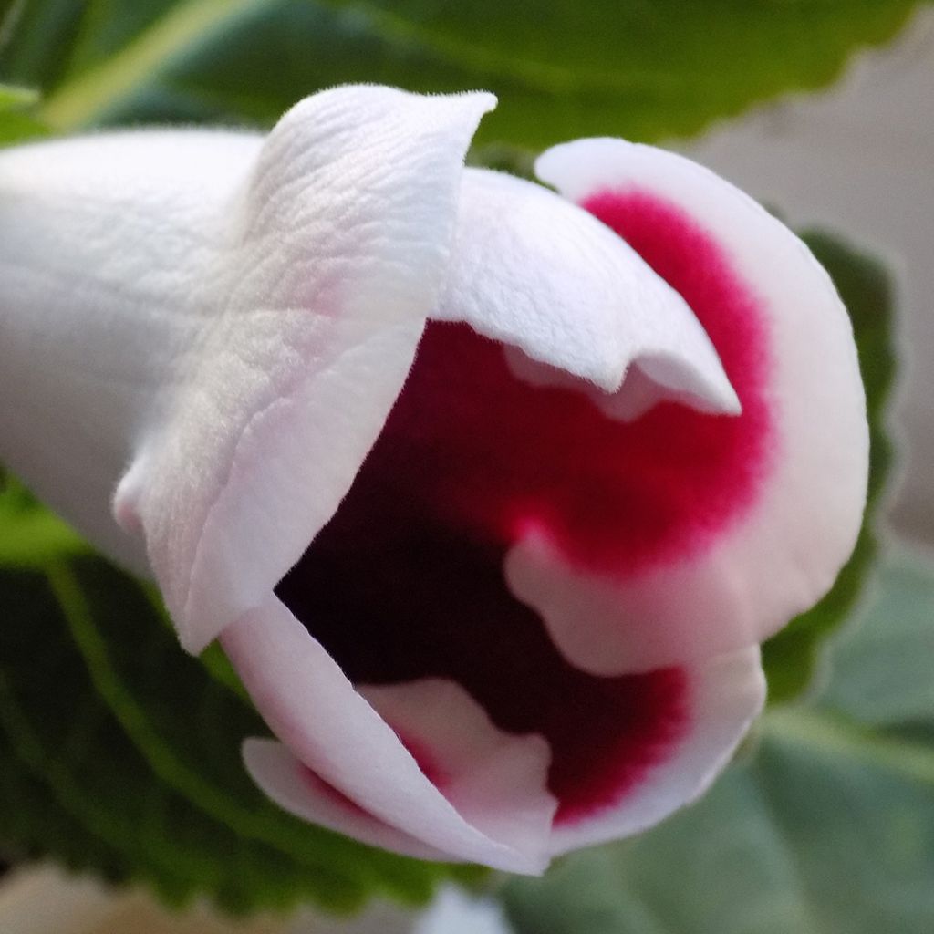 Gloxinia Kaiser Friedrich - Kamergloxinia