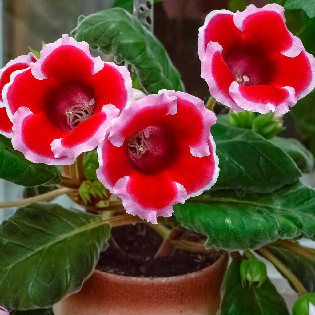 Gloxinia Kaiser Friedrich - Kamergloxinia