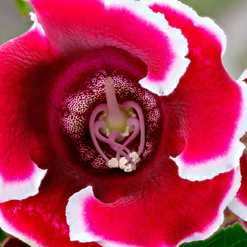 Gloxinia Kaiser Friedrich - Kamergloxinia