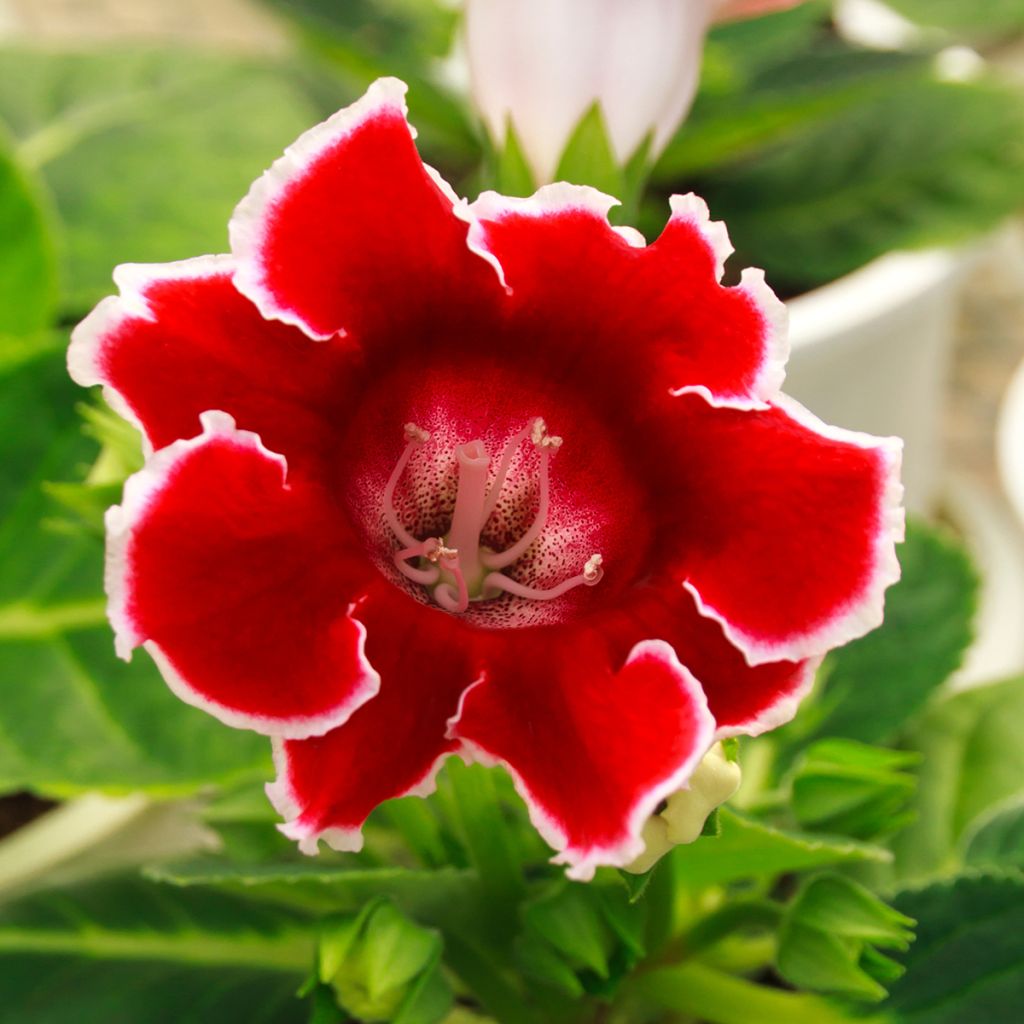 Gloxinia Kaiser Friedrich - Kamergloxinia