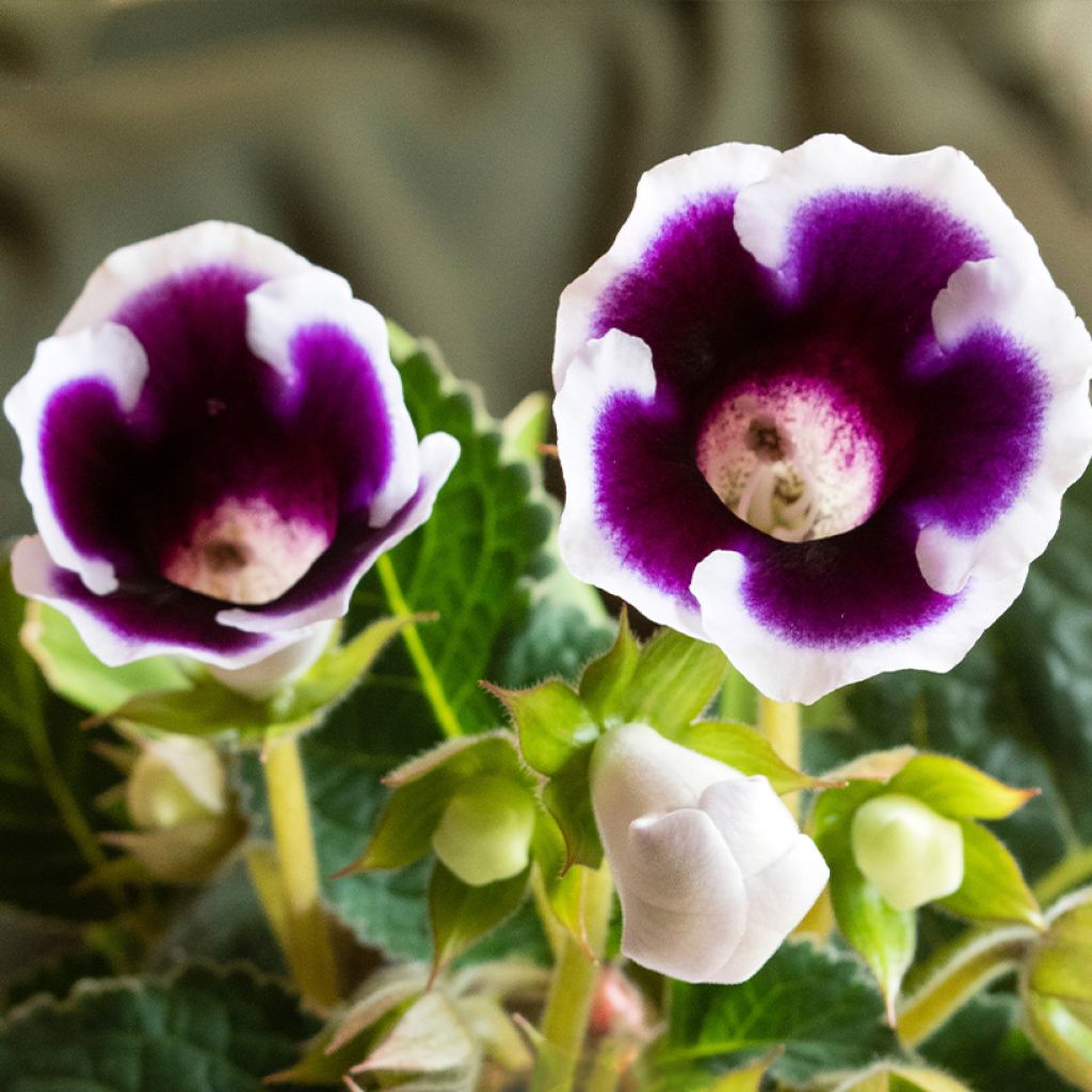 Gloxinia Kaiser Wilhelm - Kamergloxinia