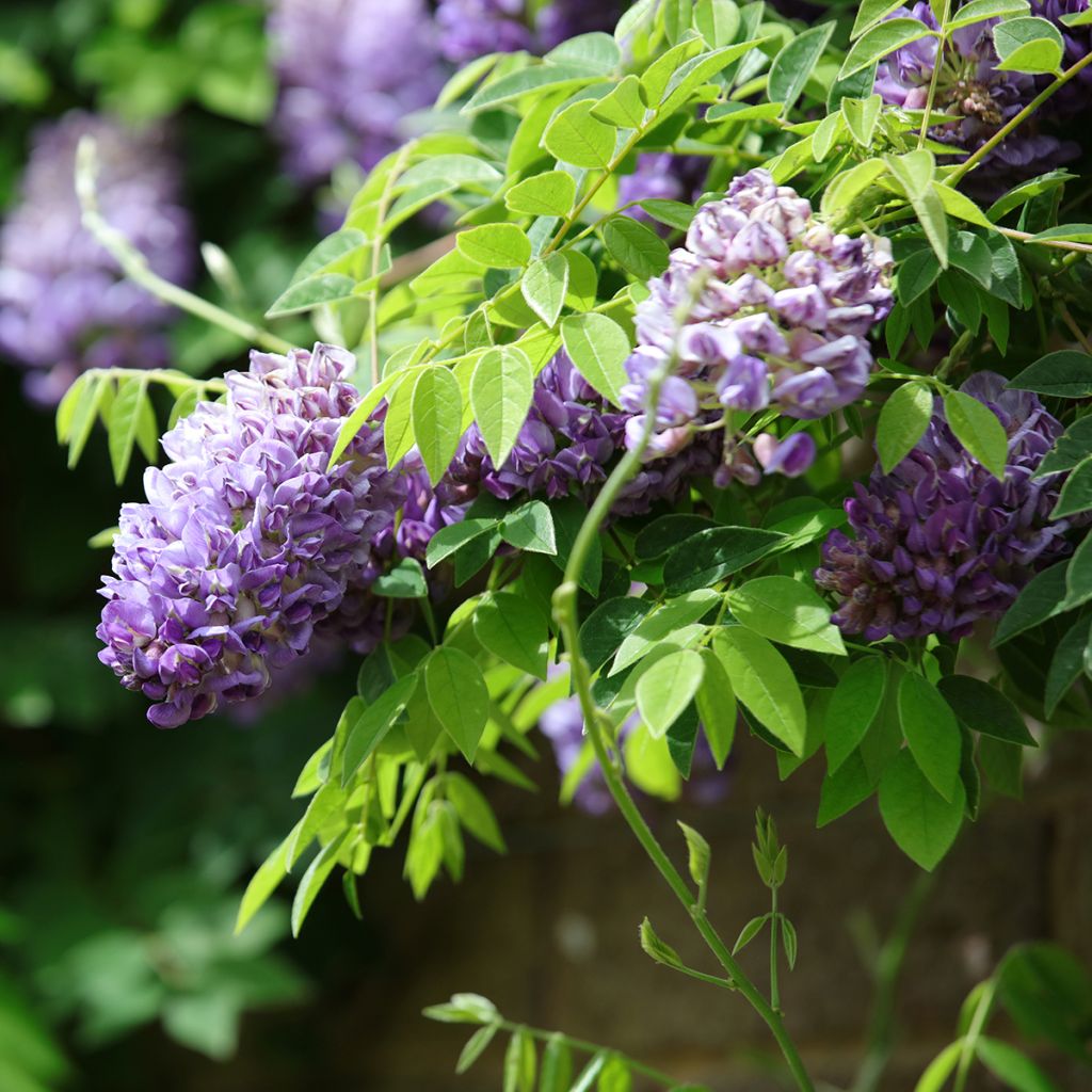 Wisteria frutescens Longwood Purple - Blauwe regen