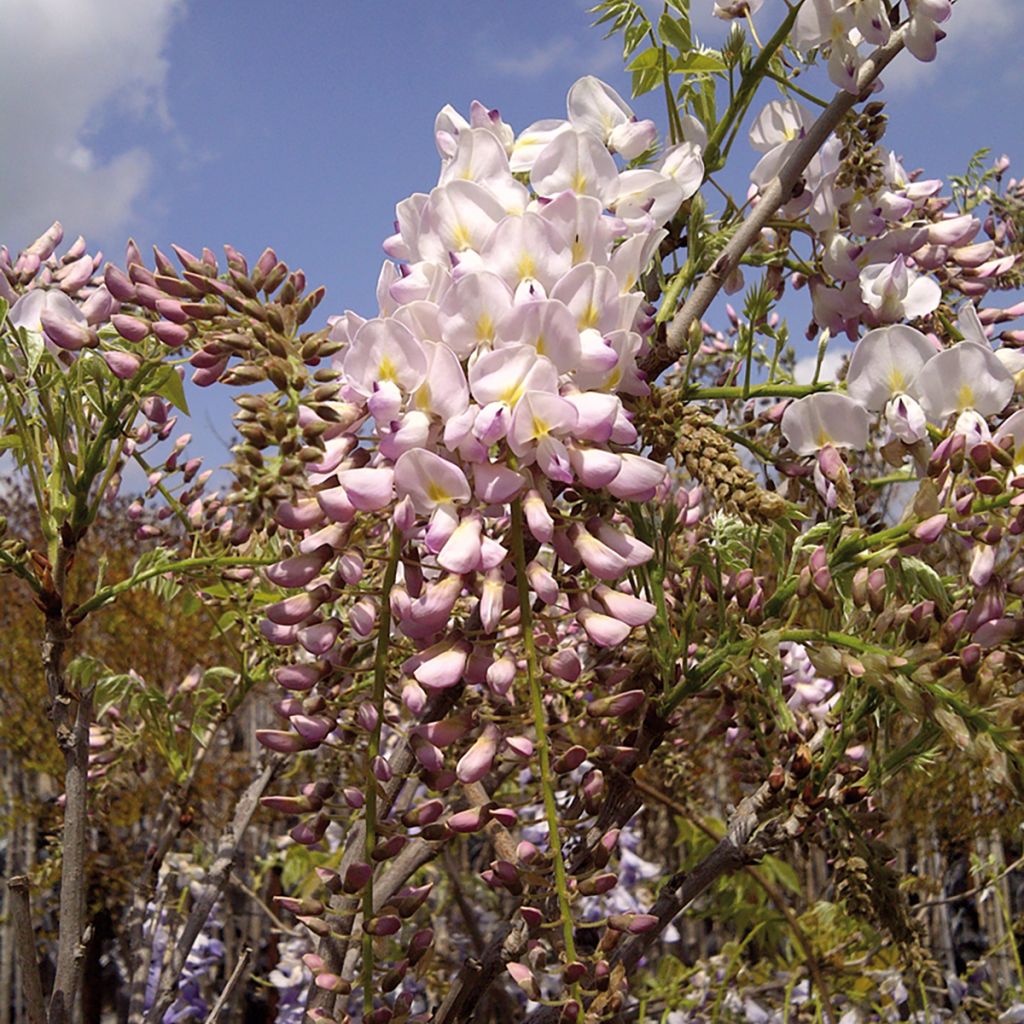 Wisteria brachybotrys Shiro-Beni - Japanse blauweregen