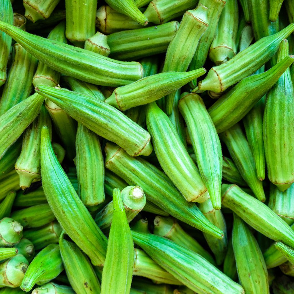Okra - Abelmoschus esculentus