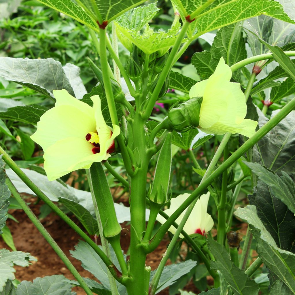 Okra - Abelmoschus esculentus