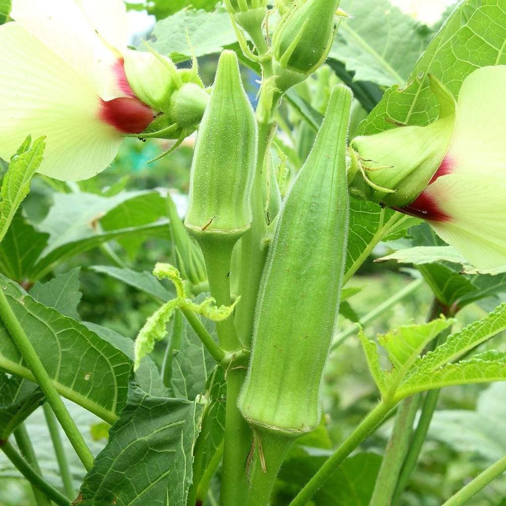 Okra - Abelmoschus esculentus