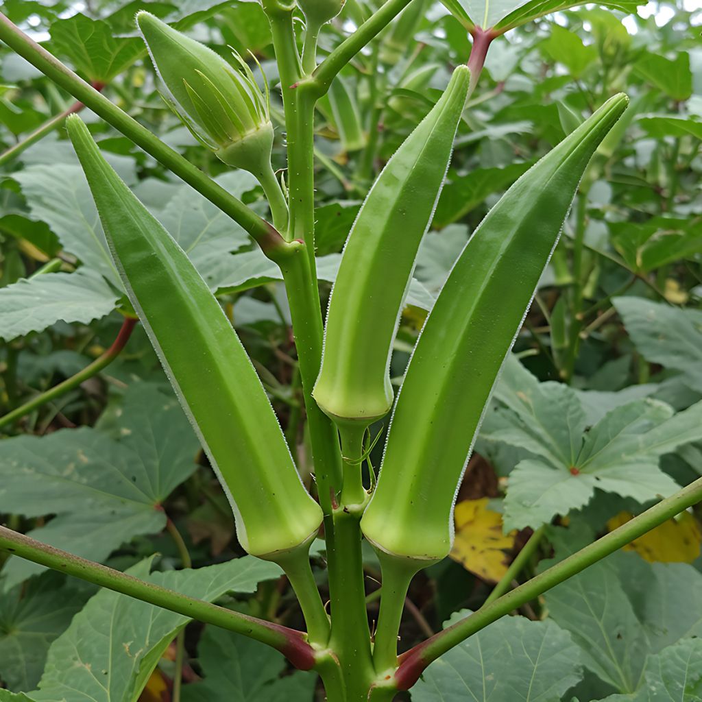 Okra - Abelmoschus esculentus
