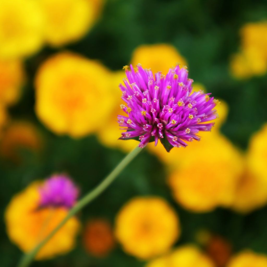 Gomphrena pulchella Truffula Pink - Kogeldistel-amarant