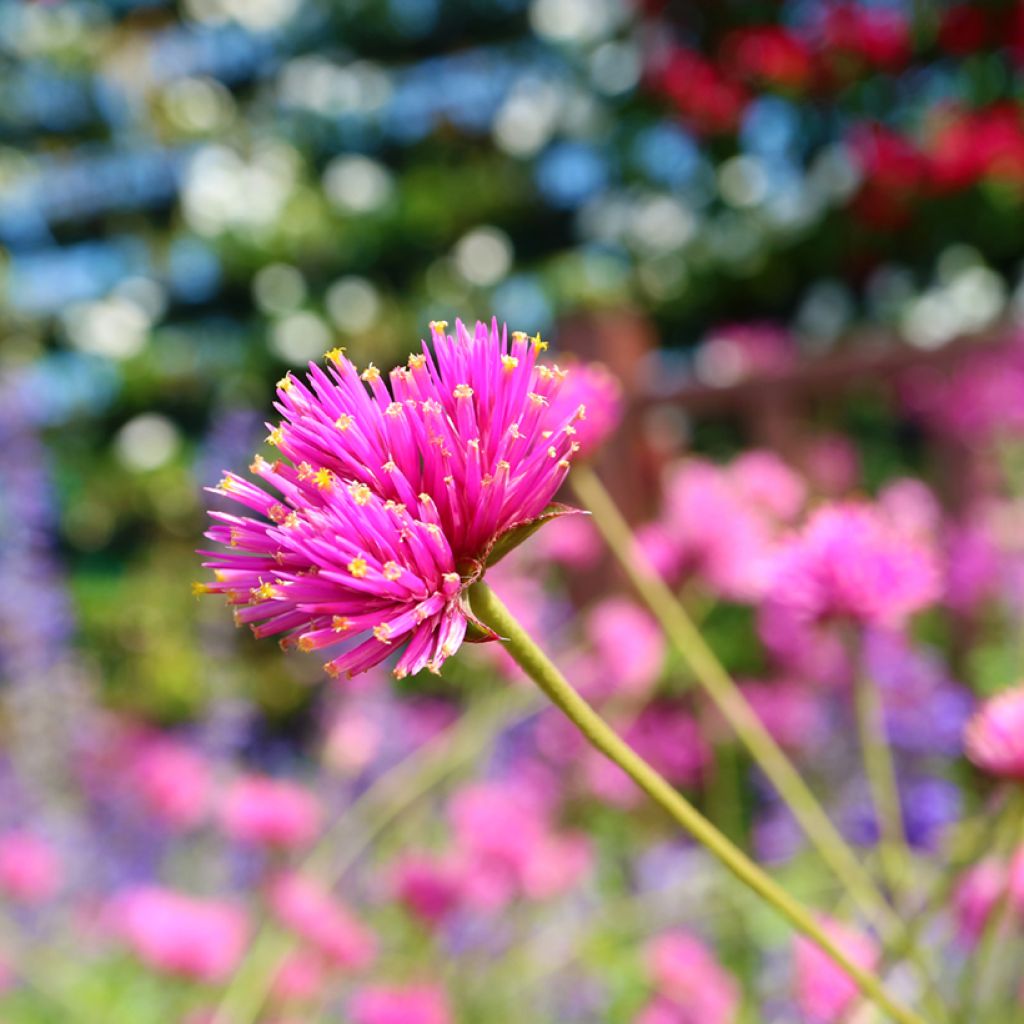 Gomphrena pulchella Truffula Pink - Kogeldistel-amarant