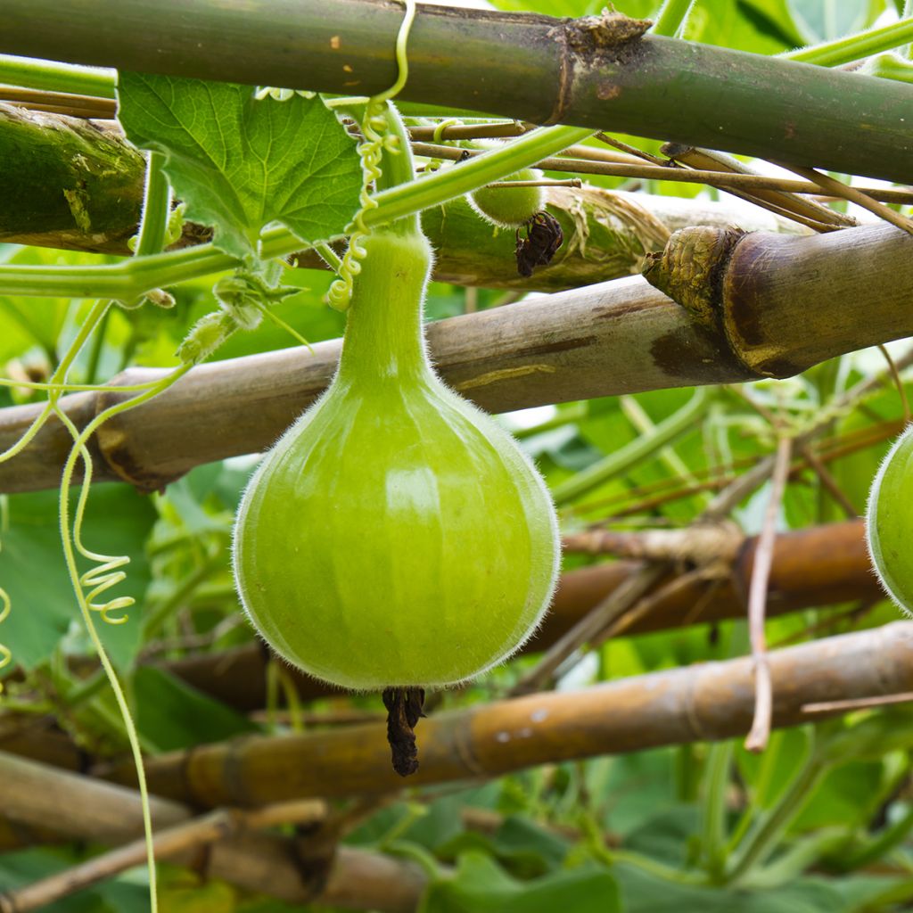 Fleskalebas Pélerine BIO - Ferme de Sainte Marthe