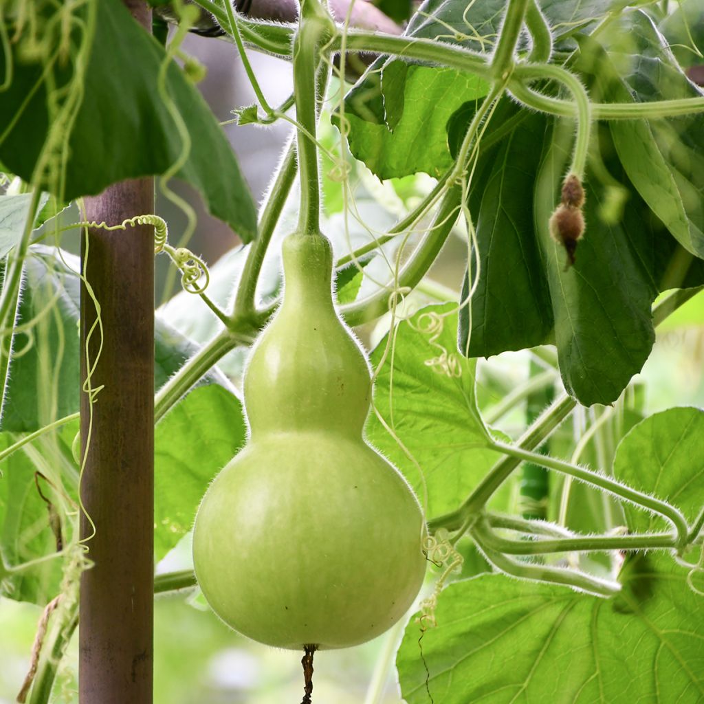 Fleskalebas Pélerine BIO - Ferme de Sainte Marthe