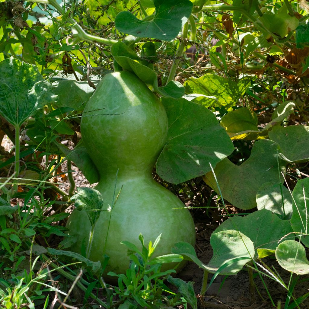 Fleskalebas Pélerine BIO - Ferme de Sainte Marthe
