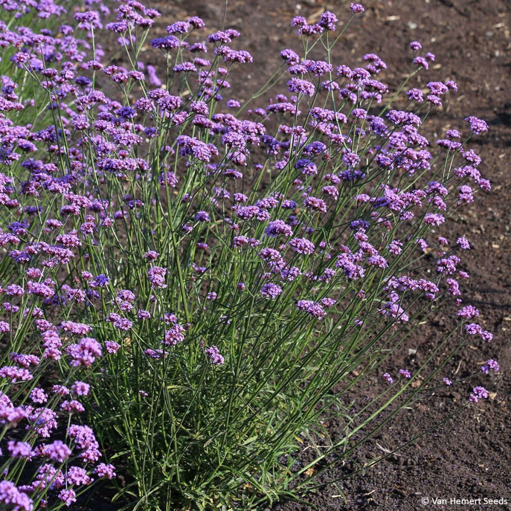 Verbena bonariensis Vanity (zaad) - Reuzenverbena