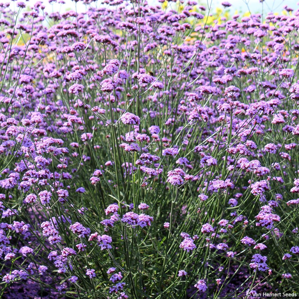 Verbena bonariensis Vanity (zaad) - Reuzenverbena