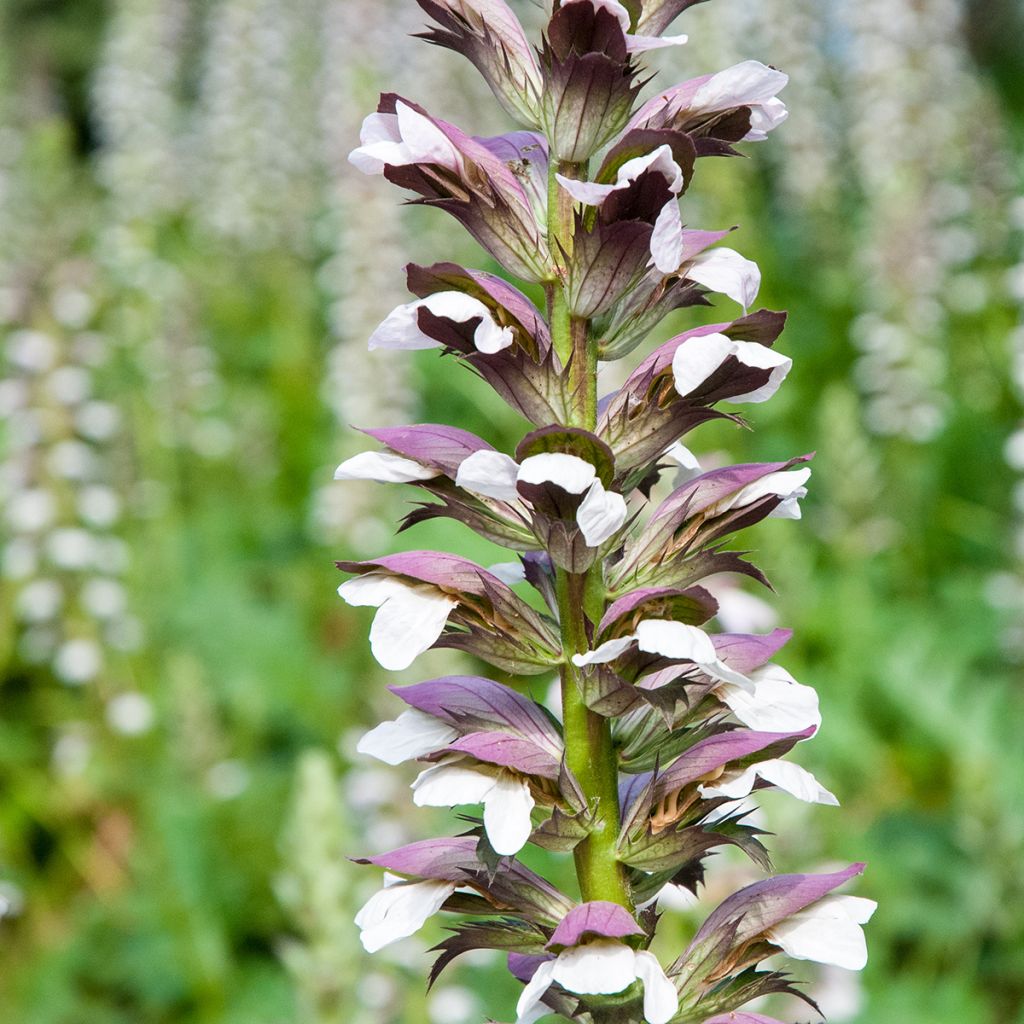 Acanthus mollis (zaad) - Berenklauw
