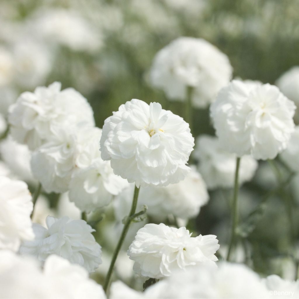 Achillea ptarmica Marshmallow (gecoate zaden) - Wilde bertram
