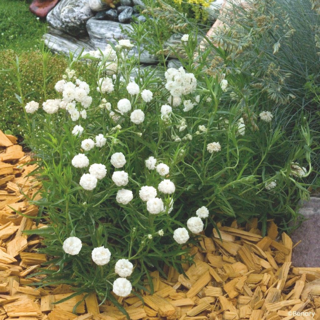 Achillea ptarmica Marshmallow (gecoate zaden) - Wilde bertram