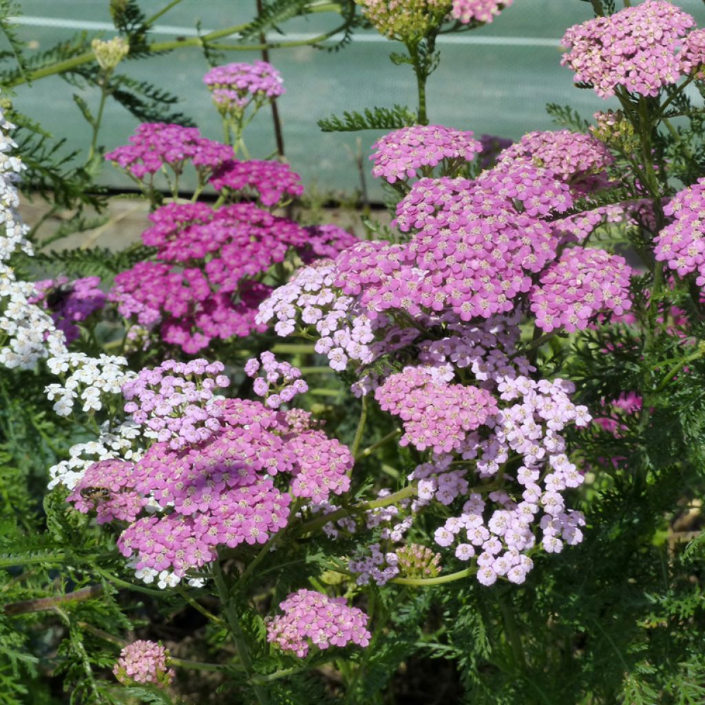 Achillea millefolium Cerise Queen (zaad) - Duizendblad