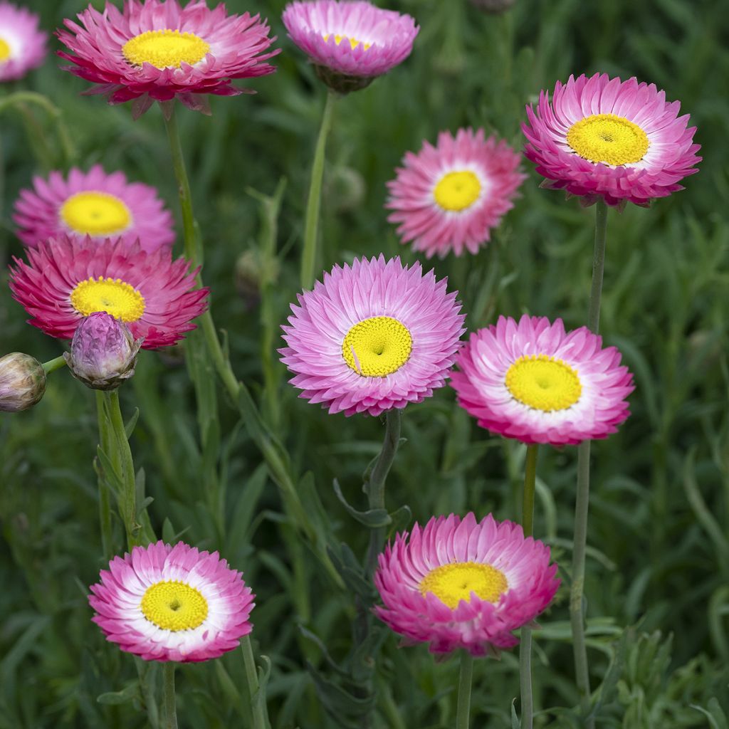 Rhodanthe chlorocephala subsp. rosea Goliath (zaad) - Zonnestrobloem