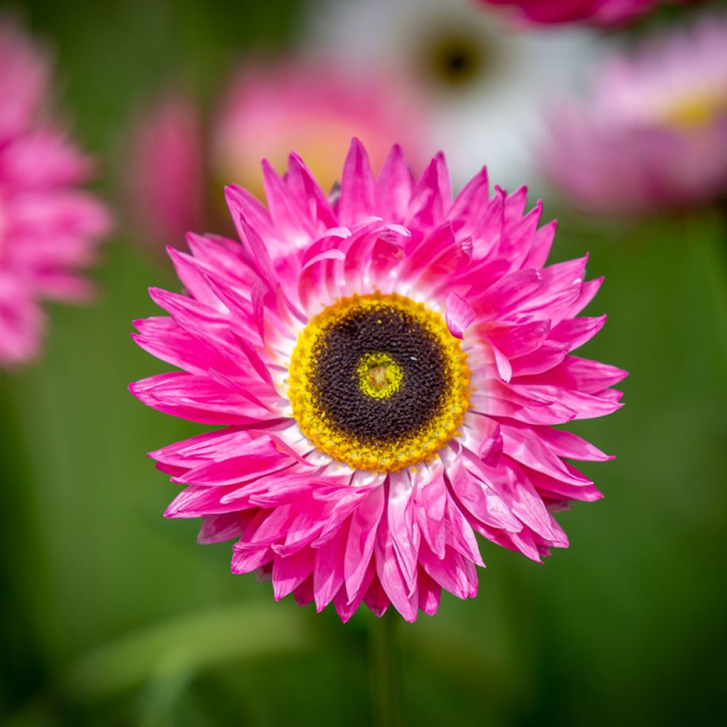 Rhodanthe chlorocephala subsp. rosea Pierrot Rood (zaad) - Zonnestrobloem