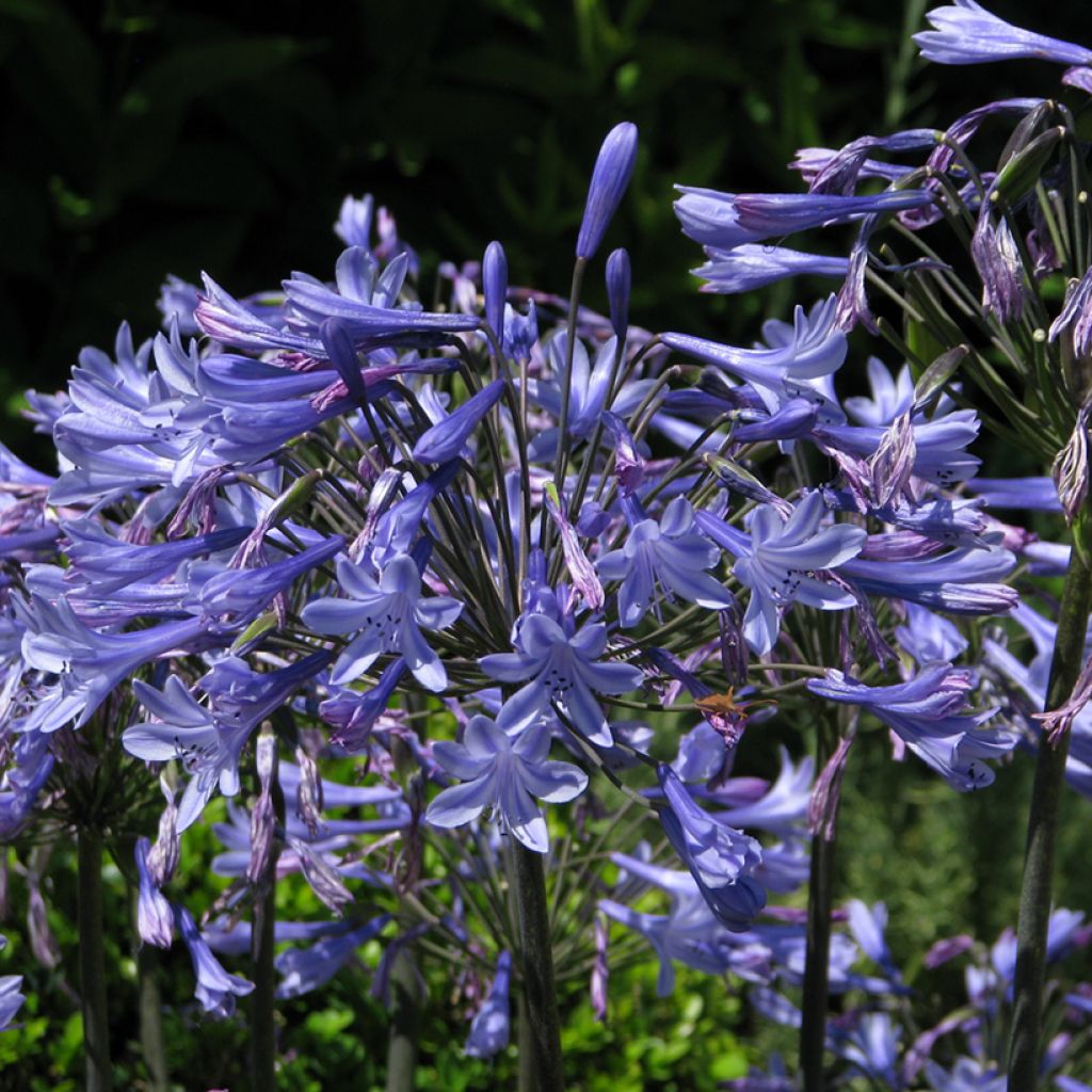 Agapanthus Blue Umbrella (zaad)