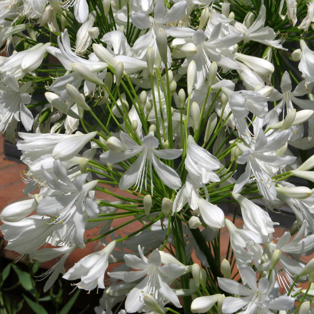 Agapanthus White Umbrella (zaad)