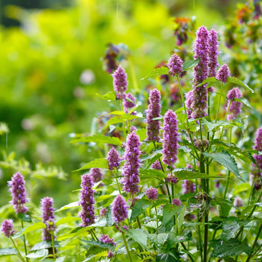 Agastache Arcado Pink (zaad) - Dropplant