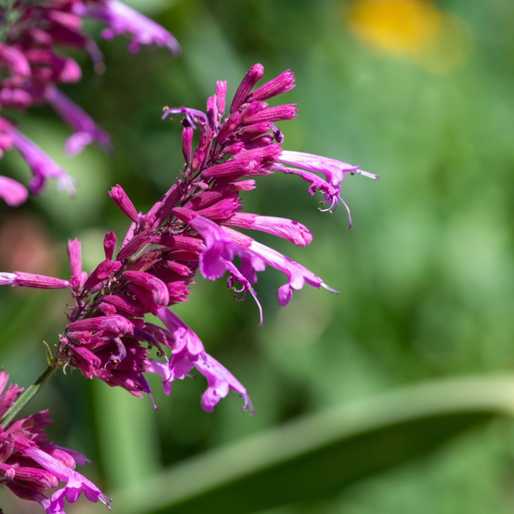 Agastache cana (zaad)
