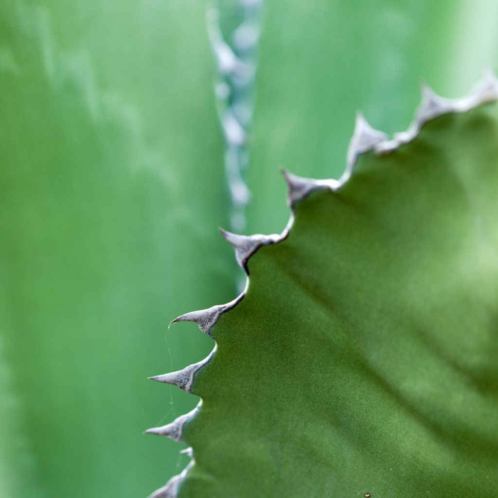 Agave salmiana (zaad) - Vetplant