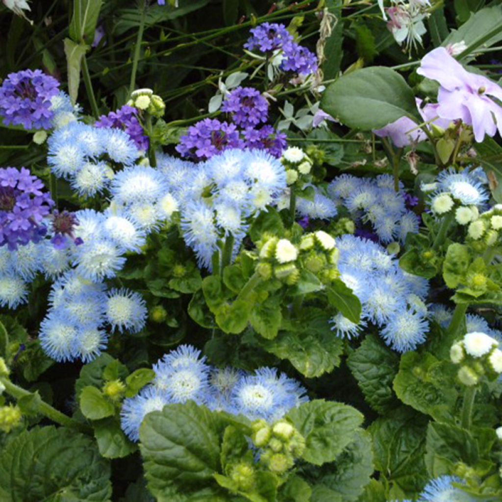 Mexicaantje Bavaria (zaad) - Ageratum houstonianum