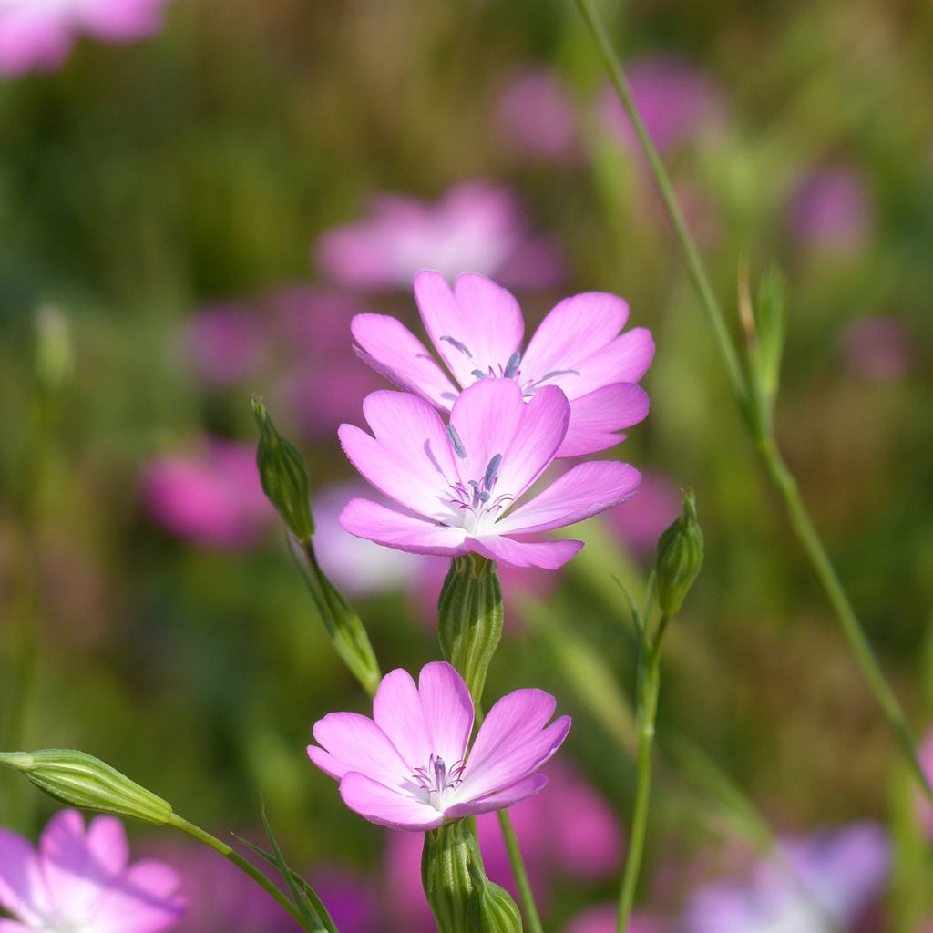 Agrostemma coeli-rosa (zaad) - Bolderik