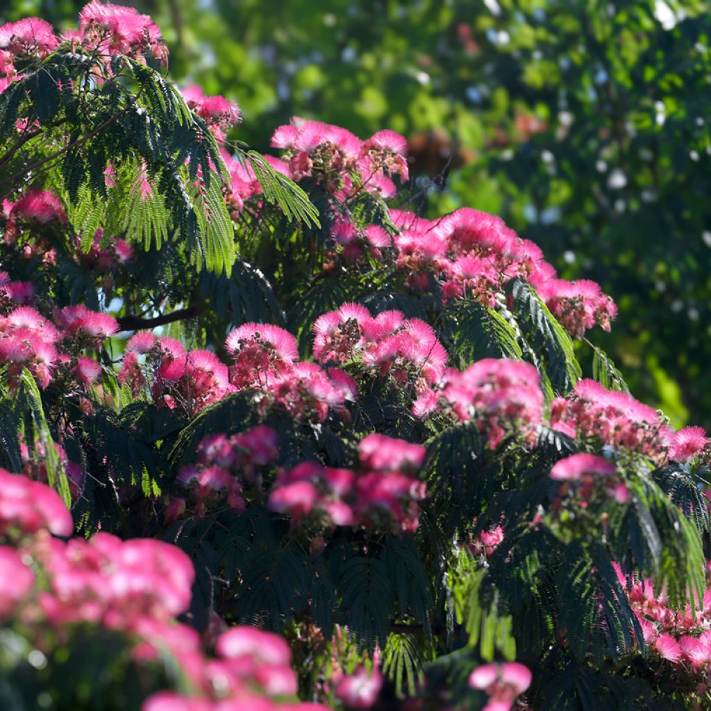 Albizia julibrissin (zaad) - Perzische slaapboom