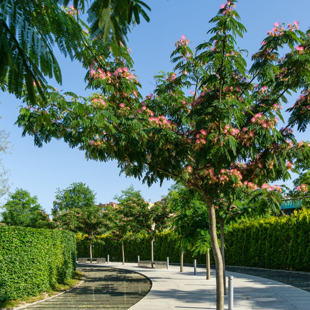 Albizia julibrissin (zaad) - Perzische slaapboom