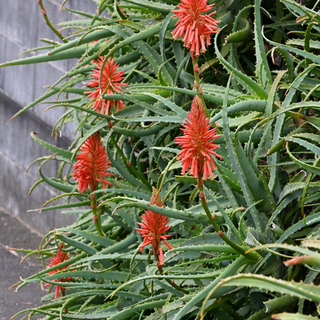Aloe arborescens (zaad)