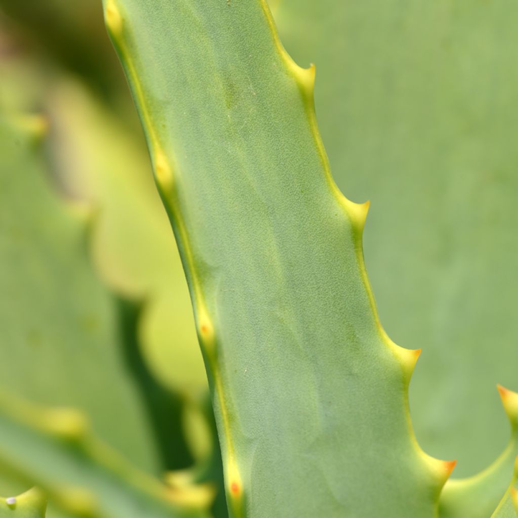 Aloe arborescens (zaad)
