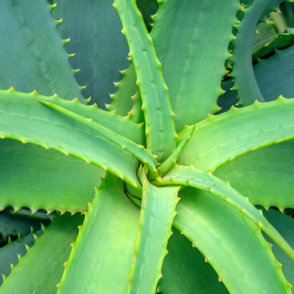 Aloe arborescens (zaad)