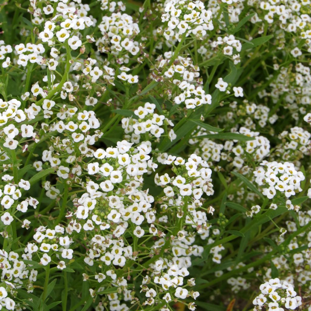 Lobularia maritima Snowcloth (zaad) - Zilverschildzaad