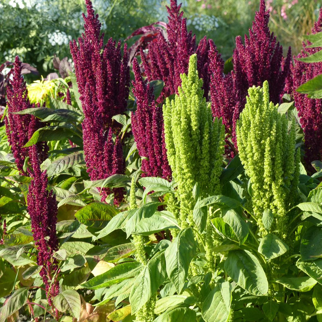Amaranthus Green Thumb (zaad) - Amarant