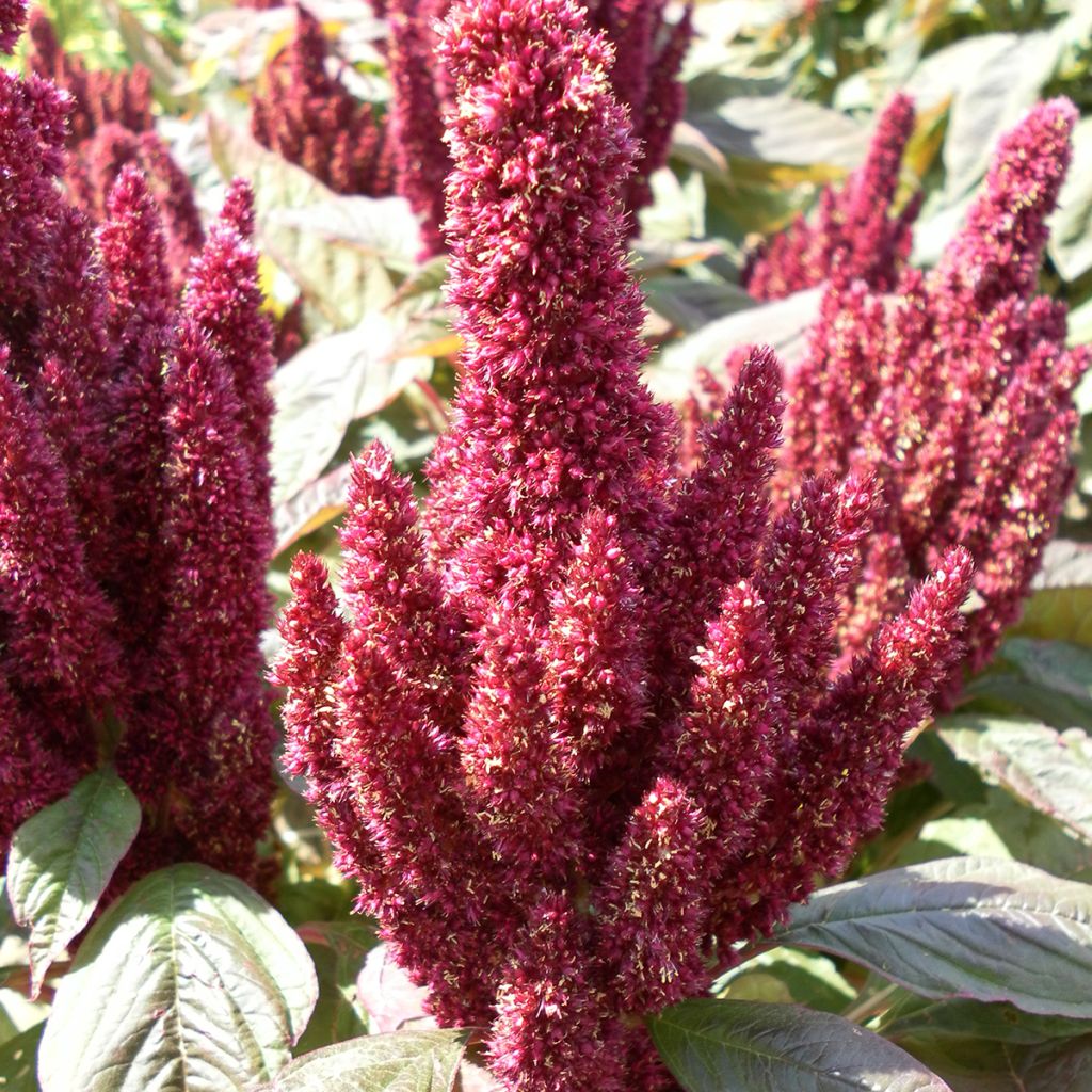 Amaranthus Pygmy Torch (zaad) - Amarant