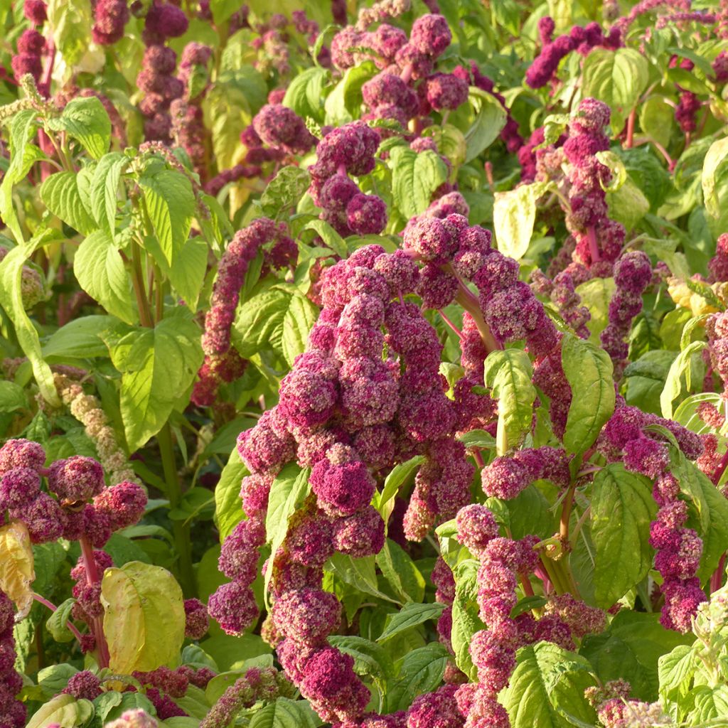 Amaranthus Mira (zaad) - Kattenstaartamarant