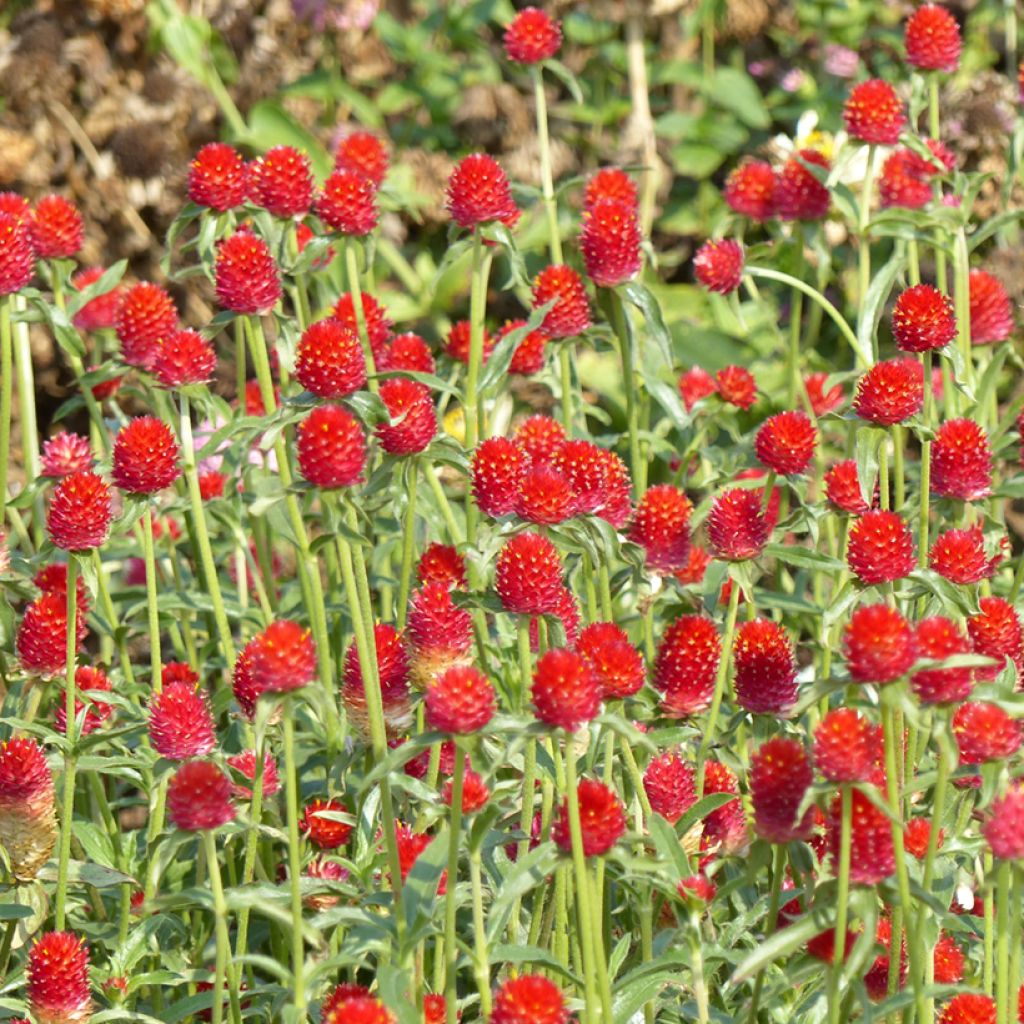 Gomphrena haageana Strawberry Fields (zaad) - Kogelamarant