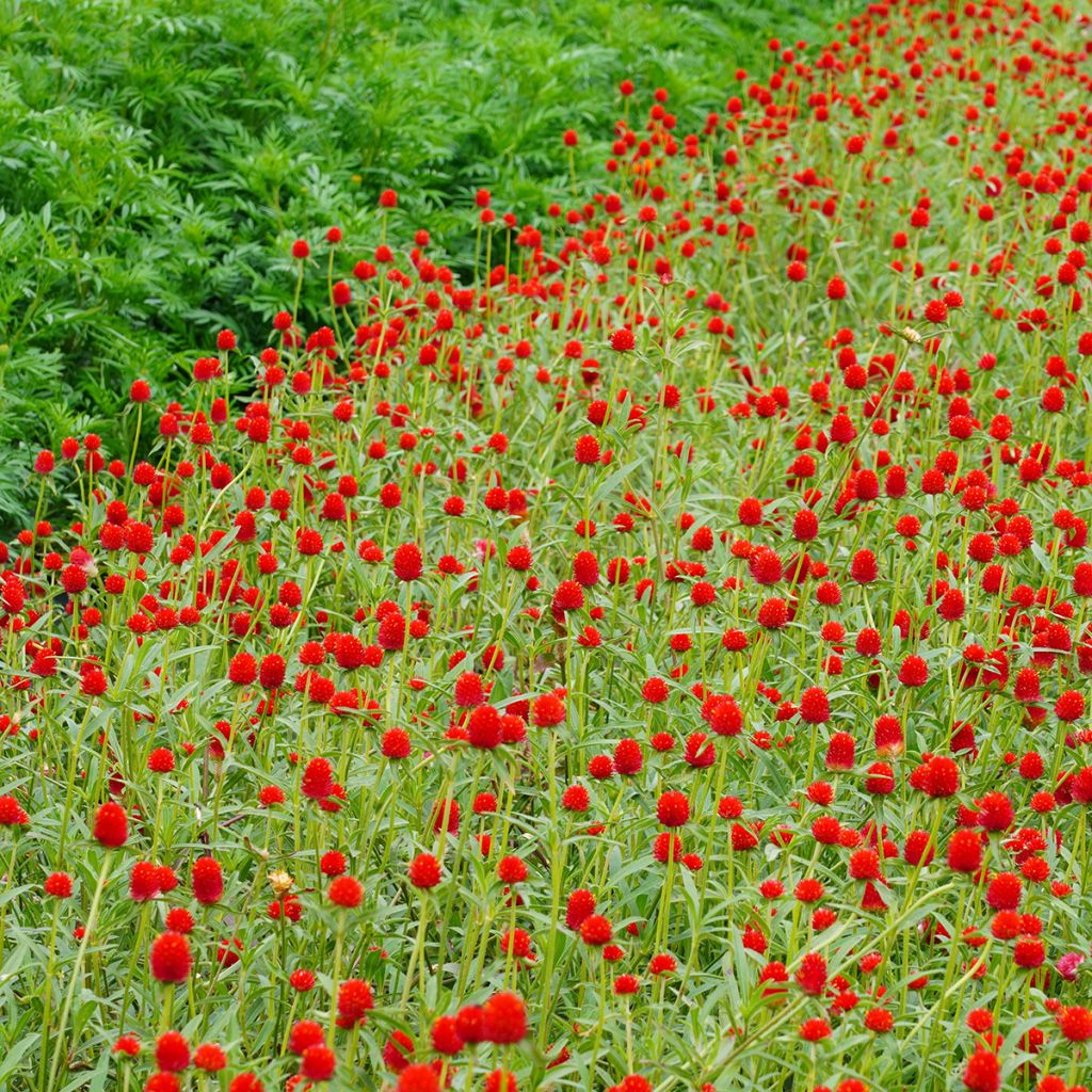 Gomphrena haageana Strawberry Fields (zaad) - Kogelamarant