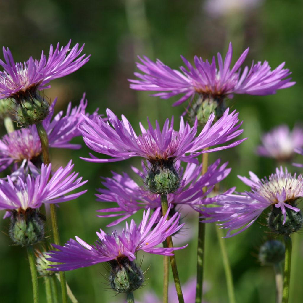 Amberboa muricata (zaad) - Ster der woestijn