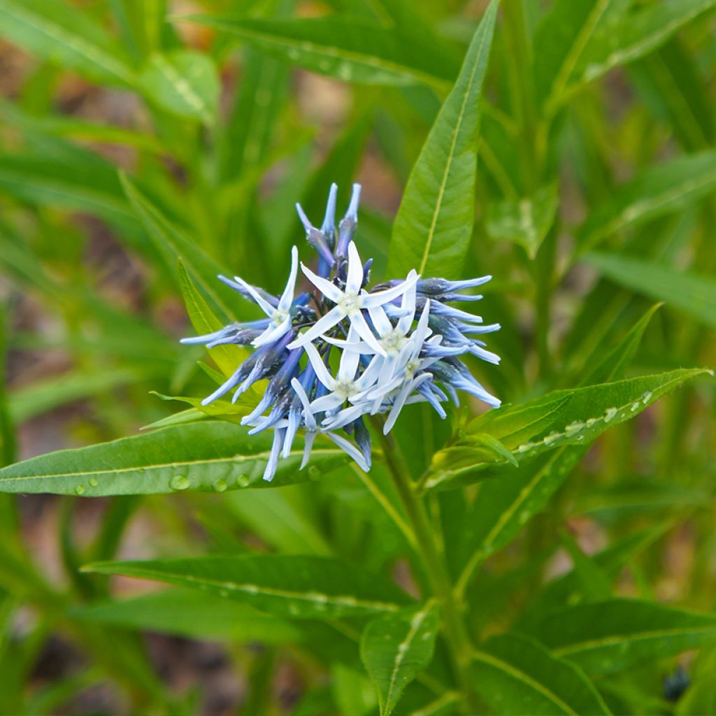 Amsonia tabernaemontana (zaad) - Blauwe ster