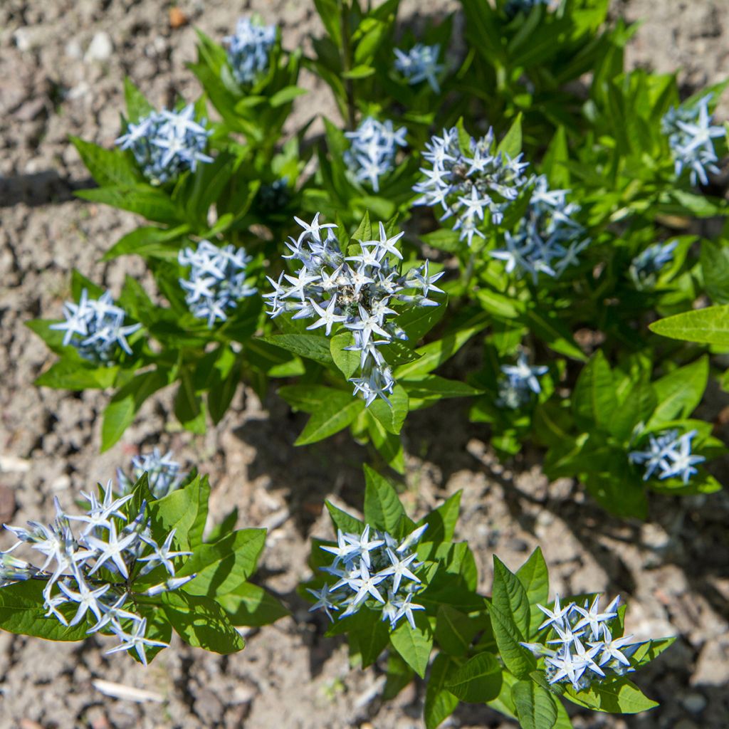 Amsonia tabernaemontana (zaad) - Blauwe ster