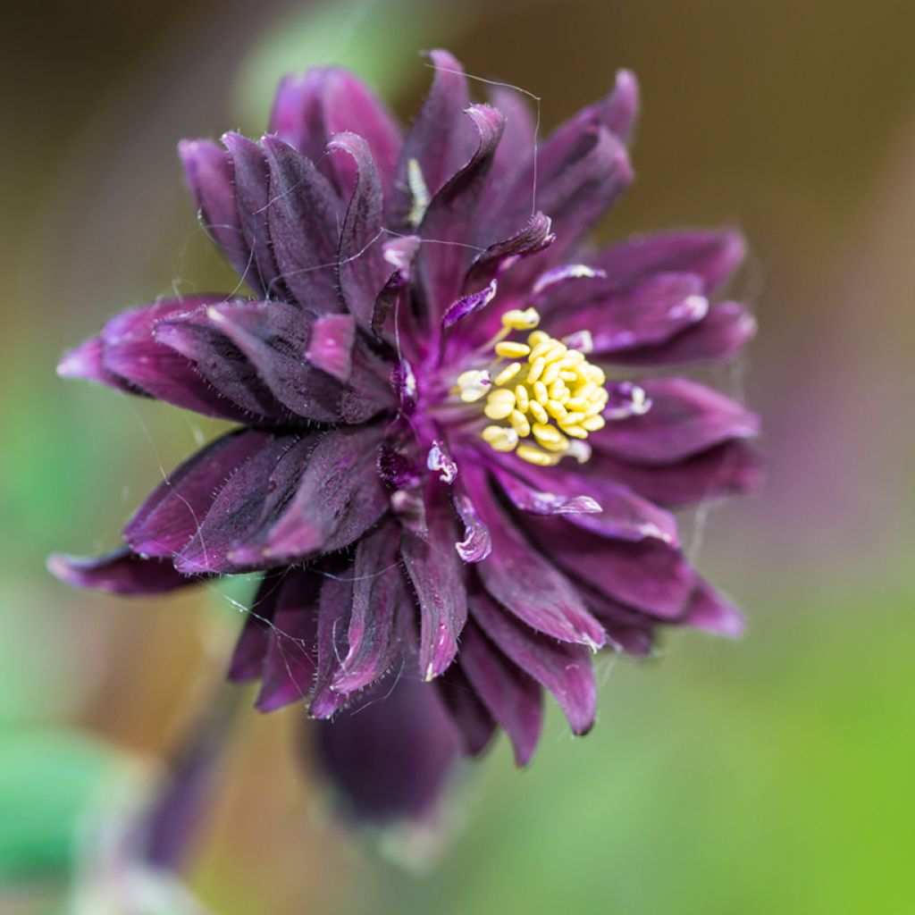 Akelei Miss I huish (zaad) - Aquilegia vulgaris