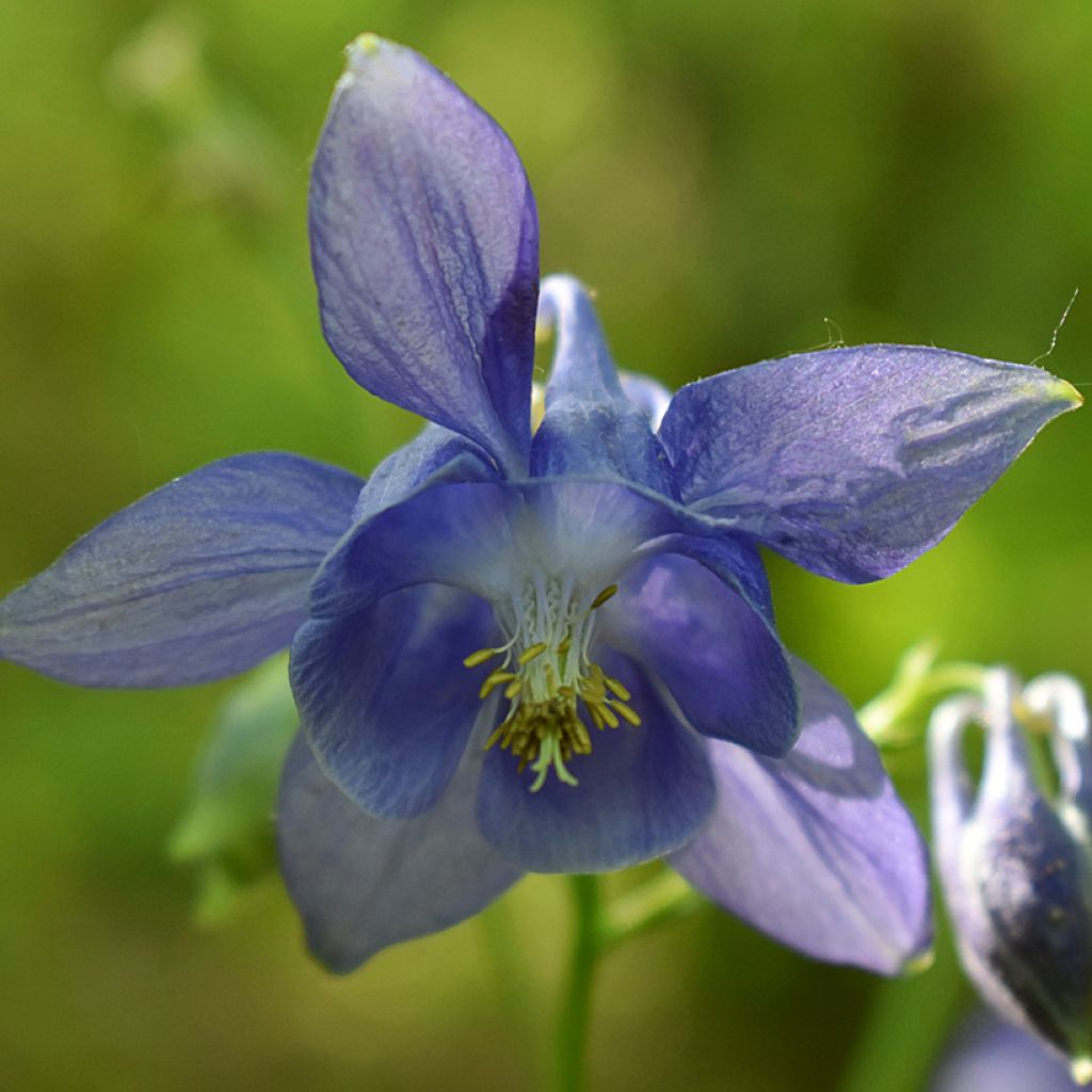 Wilde akelei (zaad) - Aquilegia vulgaris