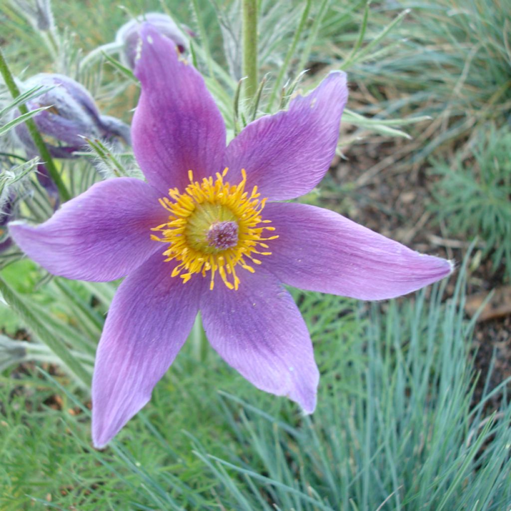 Pulsatilla vulgaris (zaad) - Wildemanskruid