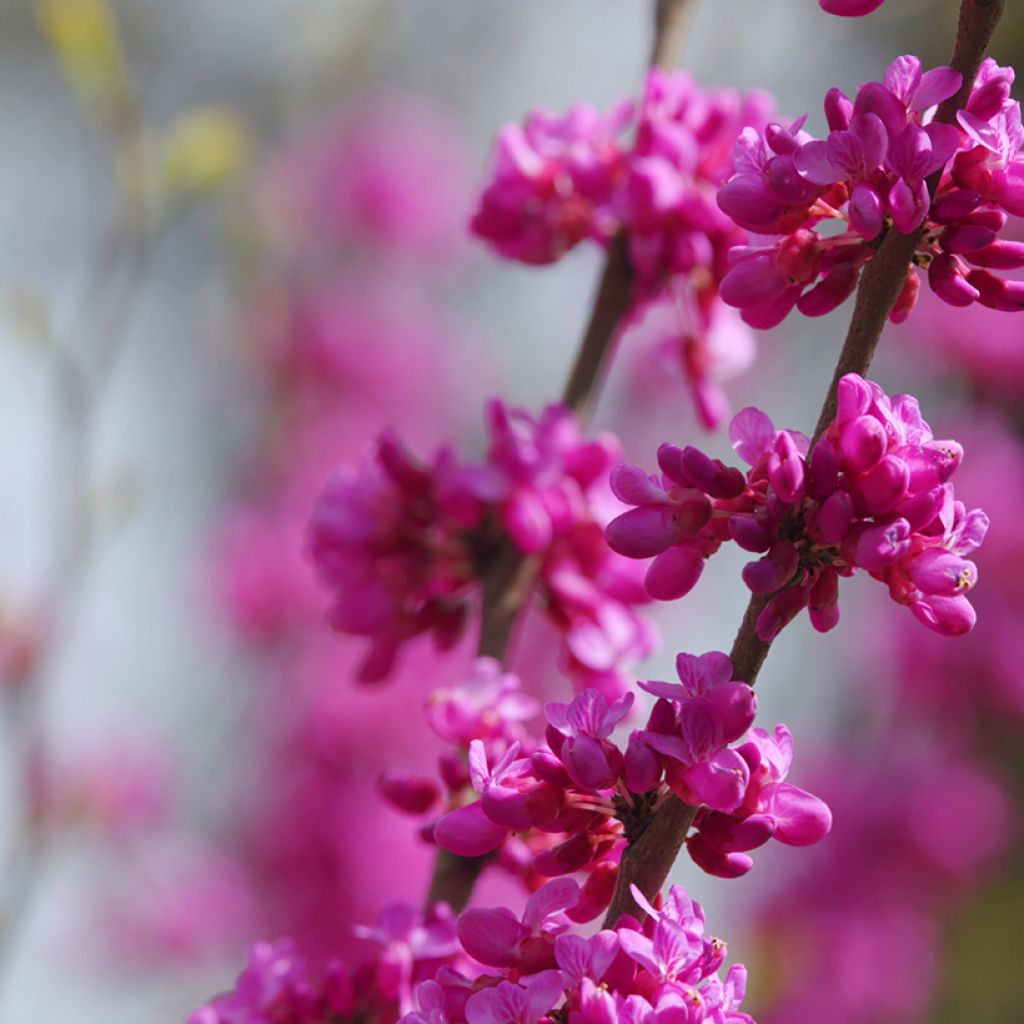 Cercis siliquastrum (zaad) - Judasboom